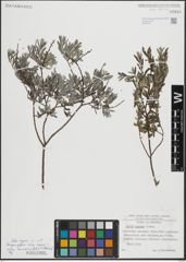 Foto von Salix repens L.